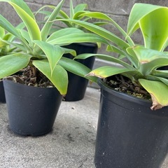 植物　アガベ　アテナータ　1鉢の画像