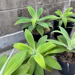 植物　アガベ　アテナータ　1鉢の画像