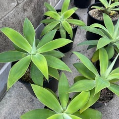 植物　アガベ　アテナータ　1鉢の画像