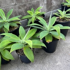 植物　アガベ　アテナータ　1鉢の画像