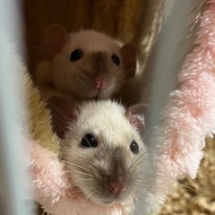 ファンシーラット♀×♀