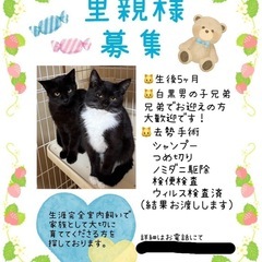 兄弟2匹の募集になります。