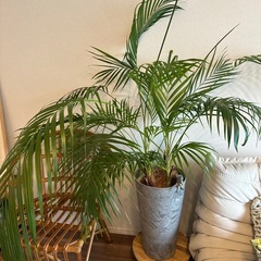 観葉植物