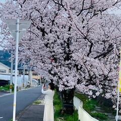 一緒にお花見しましょう🌸