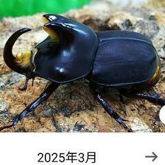 カブトムシ　幼虫