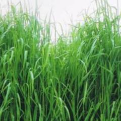 チモシーの画像