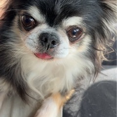 チワワ7歳男の子