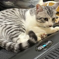 里親募集中！毛並みポヤポヤ猫ちゃんです。