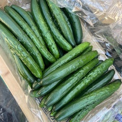 宮崎産🥒きゅうり１本価格