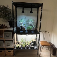 スチールラック 植物棚の画像