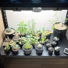 スチールラック 植物棚の画像