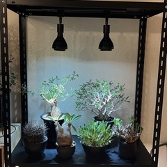 スチールラック 植物棚の画像