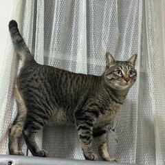 猫一匹オンリーで飼ってくれる人お願いします