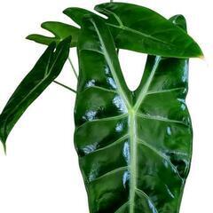 アロカシアワトソニア　ロンギロバの画像