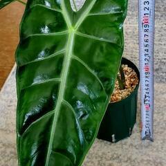 アロカシアワトソニア　ロンギロバの画像