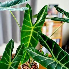 アロカシアワトソニア　ロンギロバの画像