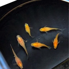 出目🌇パンダダルマ🌇めだか=５匹+α【.計11.匹 】の画像