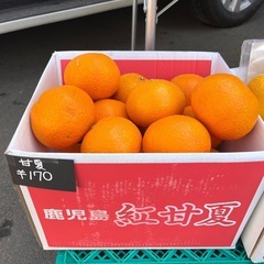 鹿児島県産🍊紅甘夏入荷しました！✨