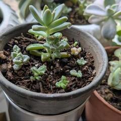 多肉植物