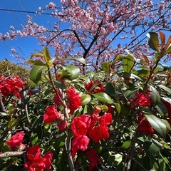 明日の昼間花見散歩