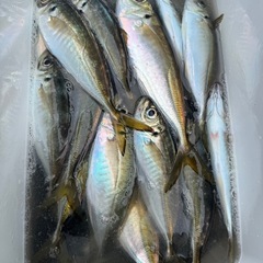 鮮魚（釣りアジ）