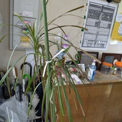 観葉植物(ボトルツリーブラキキトン)
