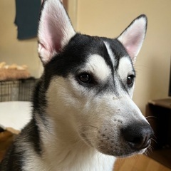 ハスキーと紀州犬のMIX♂1歳半年 未去勢