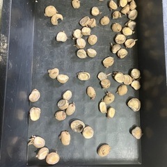 男爵いも 種芋