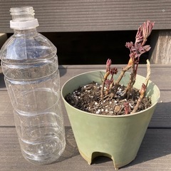 【予約済み】牡丹　ダリアの画像