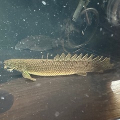 ポリプテルス　２匹の画像
