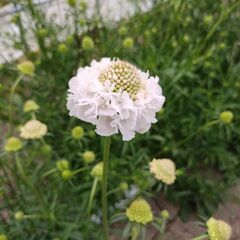 切り花農家の作業スタッフを募集しています！！　住み込みも可能です！！の画像