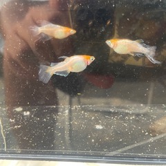大人気メダカ各種(送料割引キャンペーン
) の画像