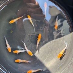 大人気メダカ各種(送料割引キャンペーン
) の画像