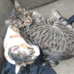 優しい性格のキジトラ猫、女の子、生後7か月、少しビビりっ子が愛しい − 愛知県