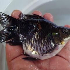 金魚  ドラゴンスケール  玉サバ 2匹 2歳  きんぎょ メダ...