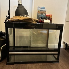 フトアゴヒゲトカゲ飼育セット