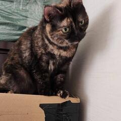 サビ猫🍀2歳　★ご相談中★ - 横浜市