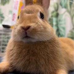ネザーランドドワーフ