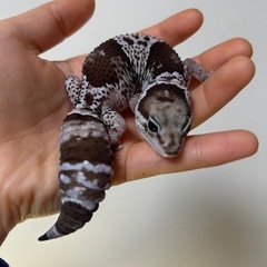 🐍 福岡 爬虫類ショップ「アニラバ」4/3 グランドオープン！🐢 − 福岡県