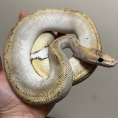🐍 福岡 爬虫類ショップ「アニラバ」4/3 グランドオープン！🐢 - ペット