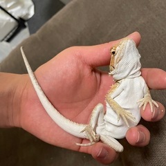 🐍 福岡 爬虫類ショップ「アニラバ」4/3 グランドオープン！🐢 - 地元のお店