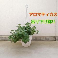 吊り下げ鉢のアロマティカス