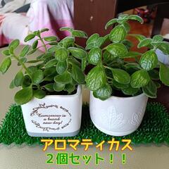 アロマティカス　２個セット