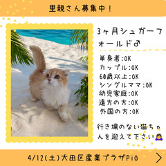 里親募集中！生後3ヶ月シュガーフォールド♂(⋈◍＞◡＜◍)。✧♡
