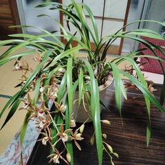 開花　シンピジューム