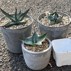 ブラック＆ブルー、シャークスキン、ジェントリージョーンズ