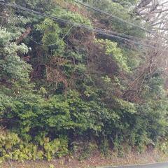 お貸しします　山林（一部竹林）約９６０㎡ （約300坪）道路沿い  - 岡崎市