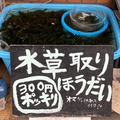 今年も始まるヨッ! 水草取り放題300円!!