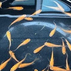 紅帝ヒレ長メダカ　1匹／100円　 の画像