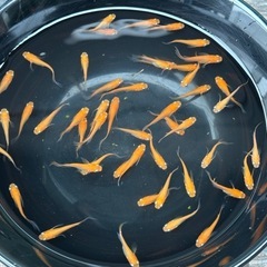 紅帝ヒレ長メダカ　200円／1匹
